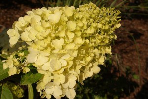 Hortensja bukietowa Polar Bear Hydrangea c3 zdjęcie 7